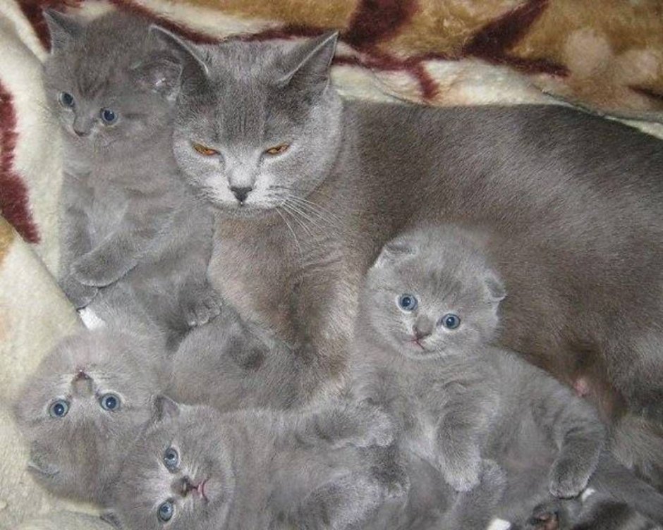 Котята метисы шотландской кошки и британского кота