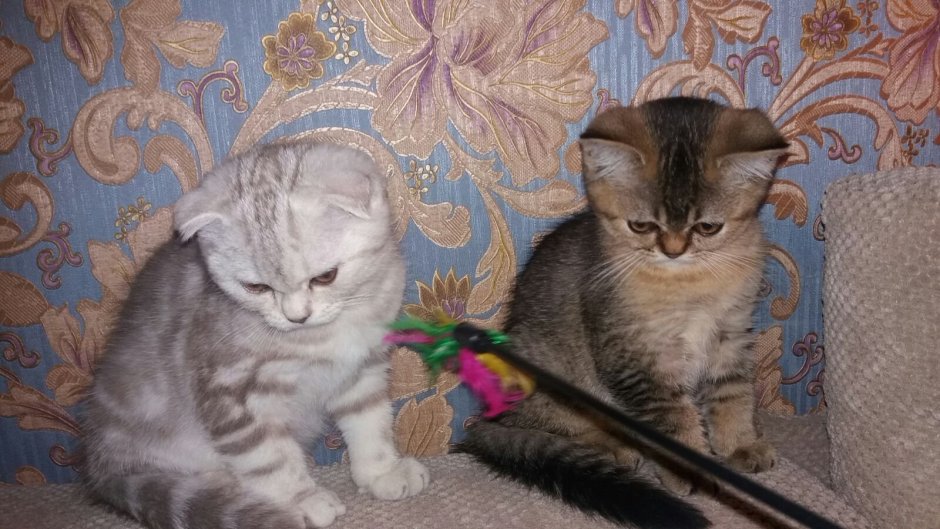 Метис Британская короткошёрстная + скоттиш фолд