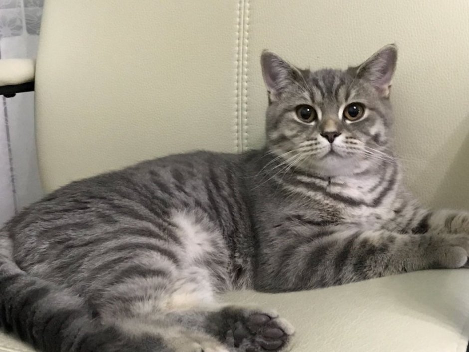 Смесь британца и шотландца