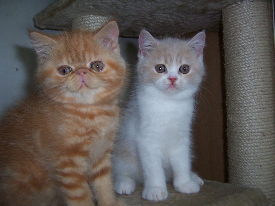 Шотландские котята помесь