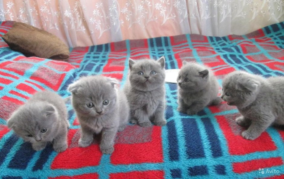 Чистокровные британские котята вислоухие