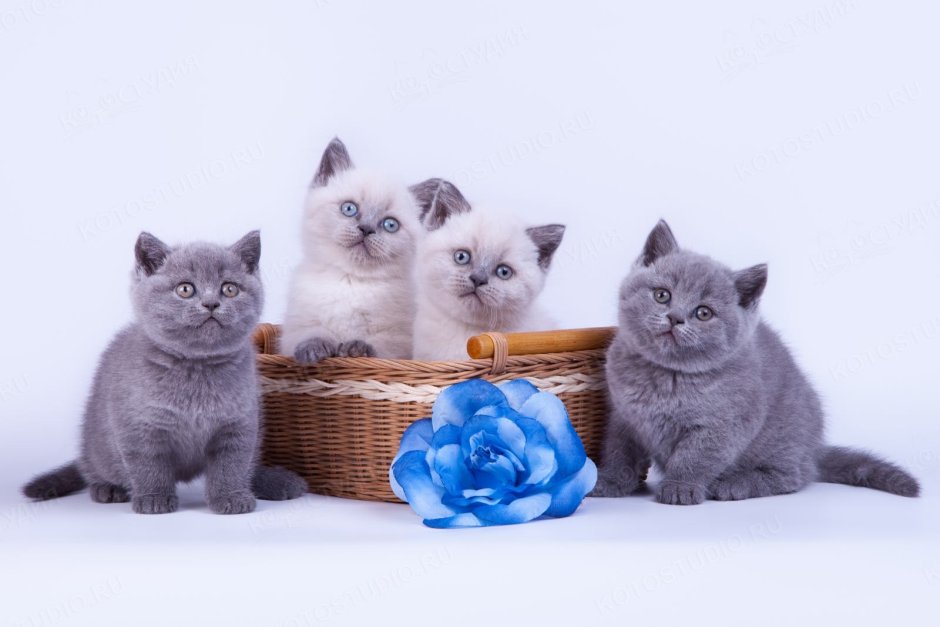 Британские котята расцветки