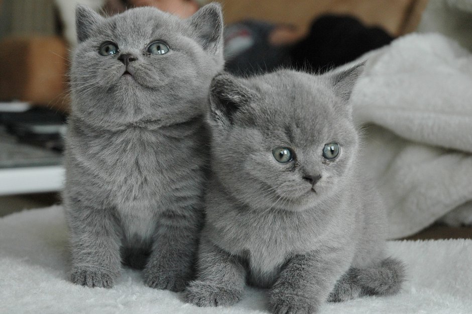 Серый британец котенок