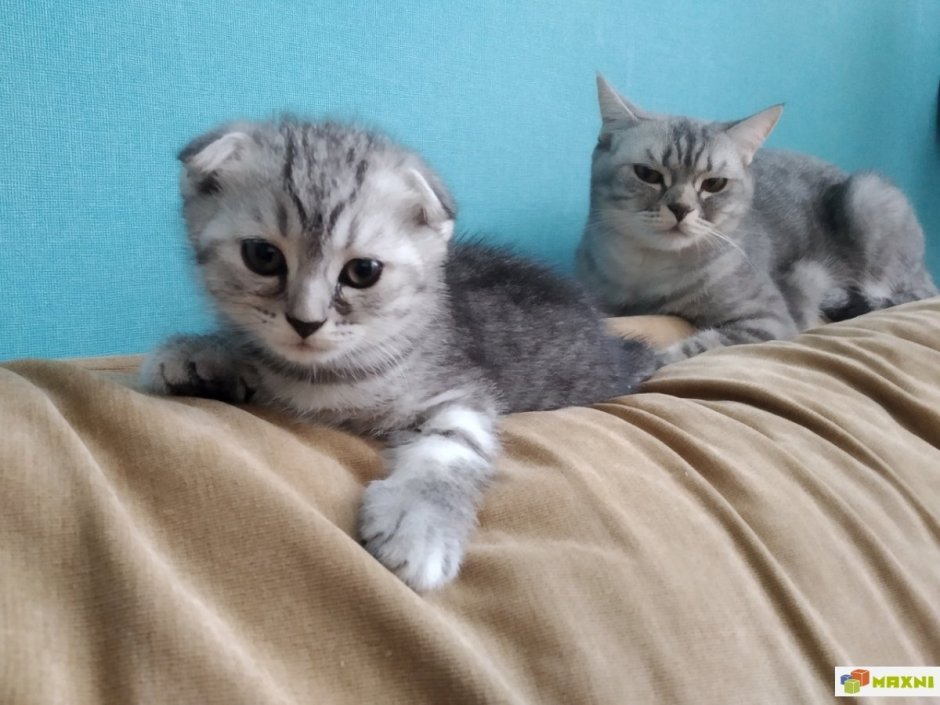 Британская вислоухая кошка