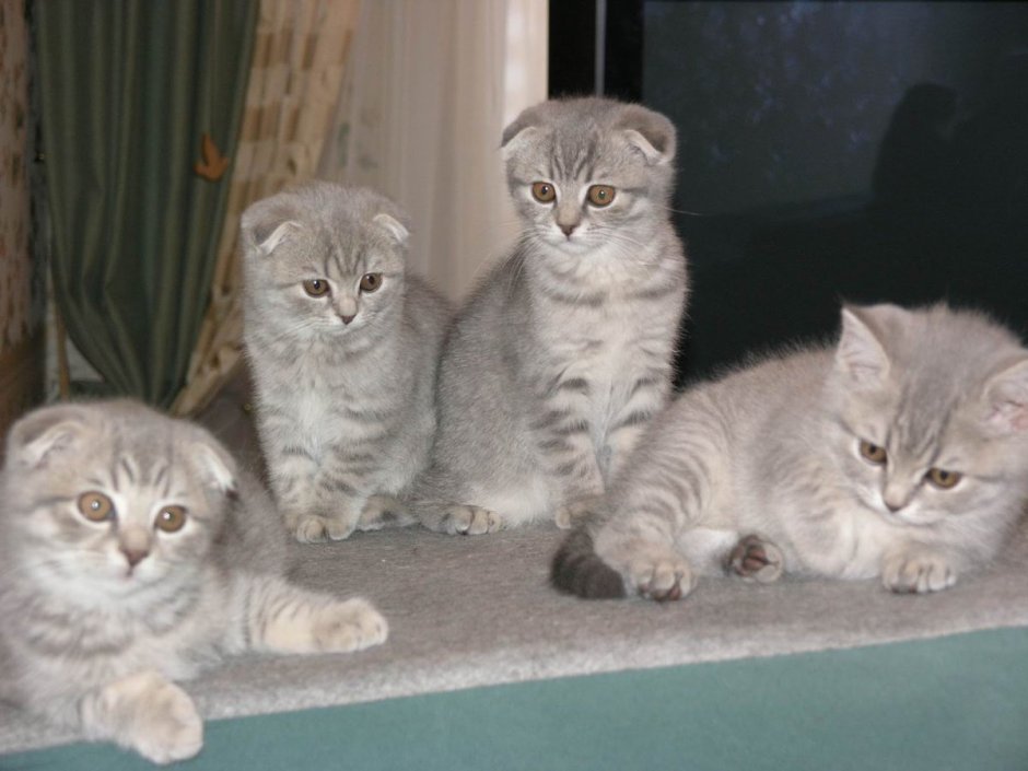 Котята вислоухие полукровные шотландцы