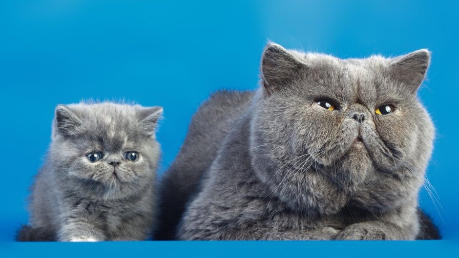 Британская кошка экзот