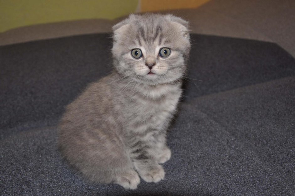 Вислоухий британец котенок серый