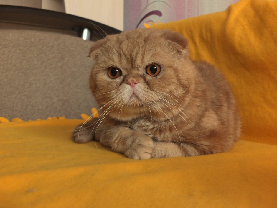 Циннамон экзот