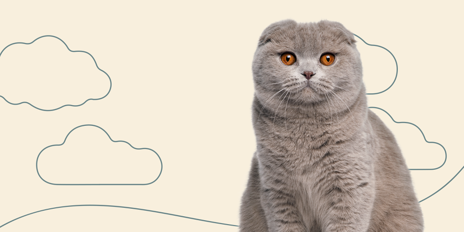 Кот для вязки скоттиш фолд