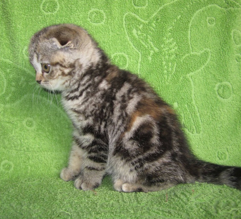 Шотландский вислоухий голубой котенок