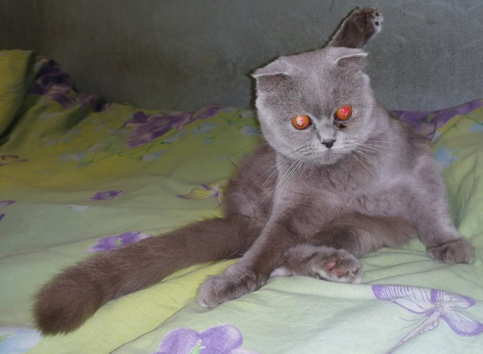 Фото домашних питомцев шотландских котов