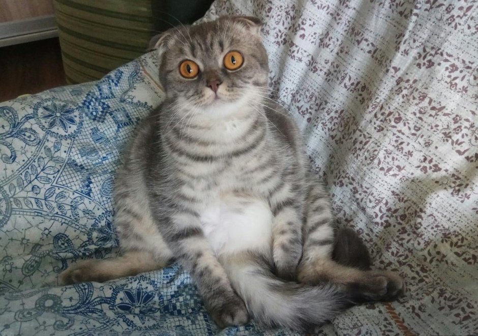 Шотландская вислоухая кошка