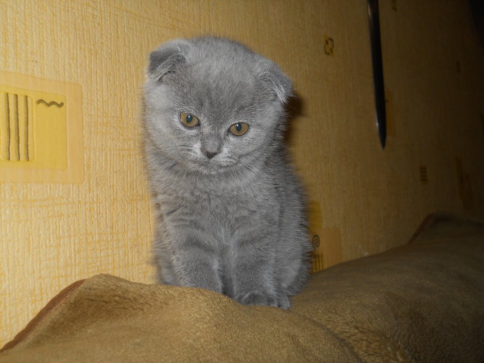 Метис скоттиш фолд