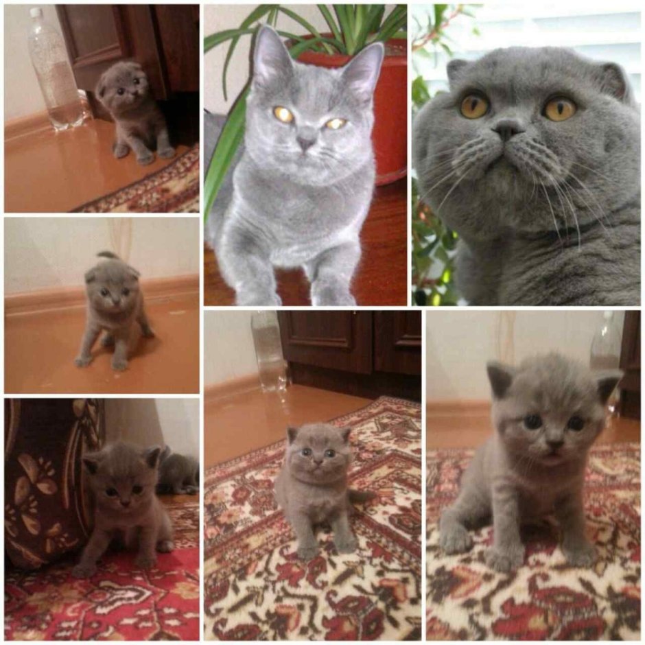 Британская вислоухая кошка помесь