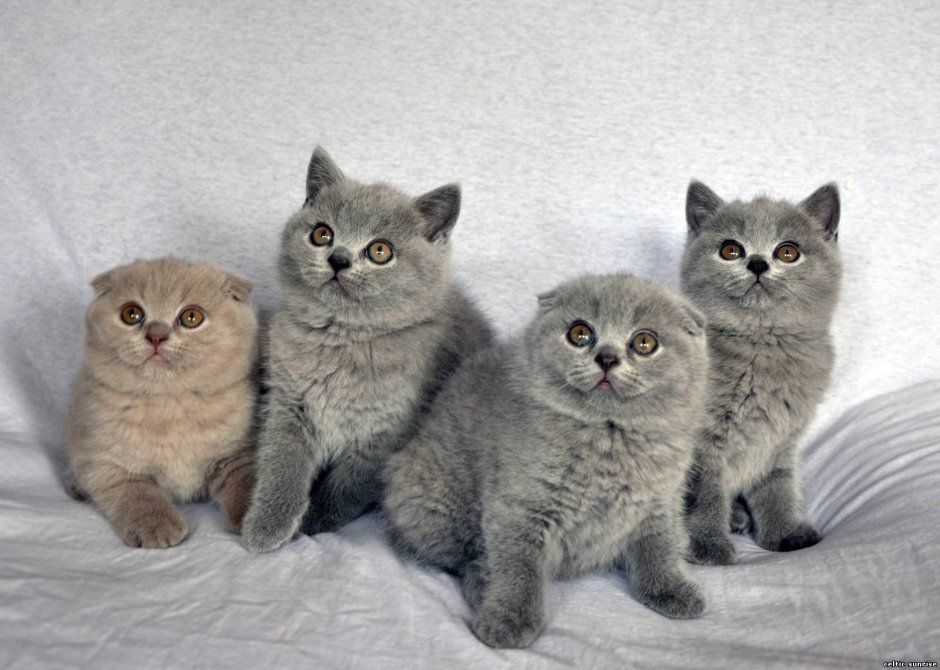 Шотландский скоттиш страйт