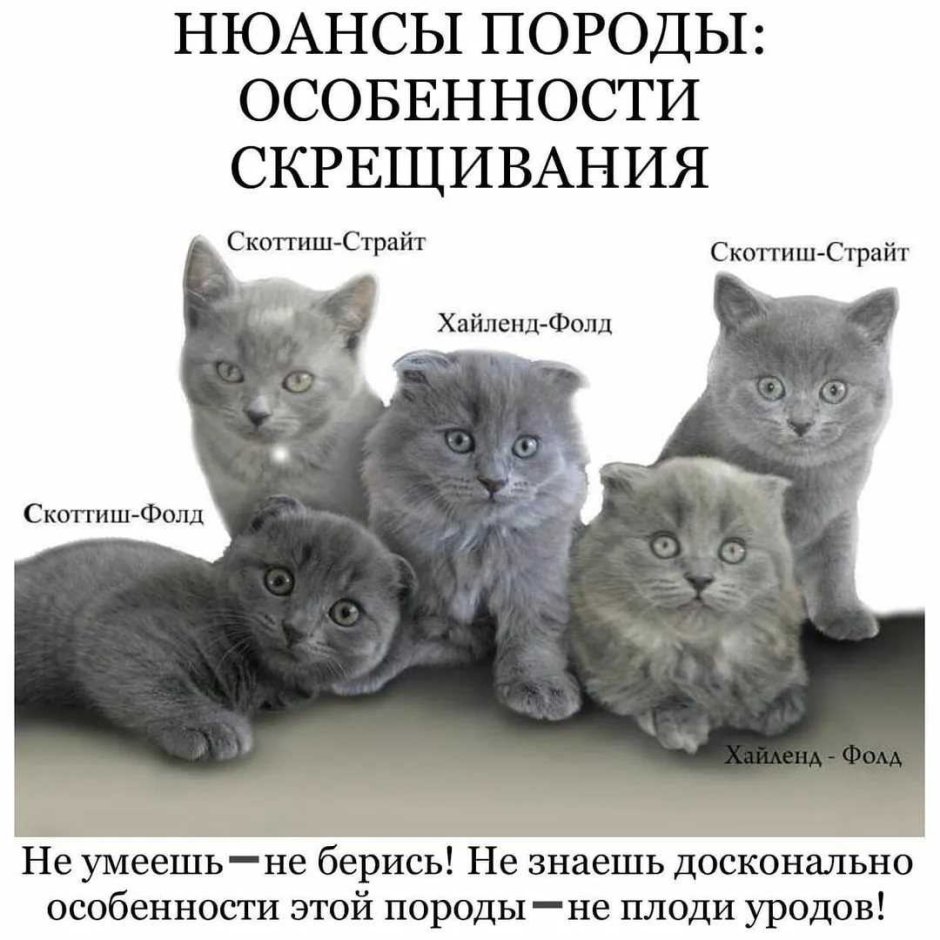 Бритиш фолд и скоттиш фолд