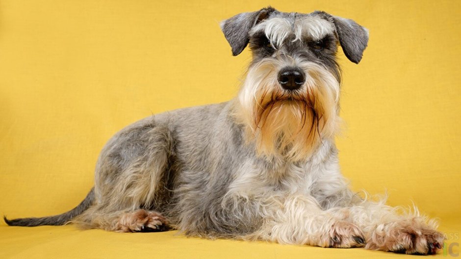 Шнауцер / Schnauzer (182) с