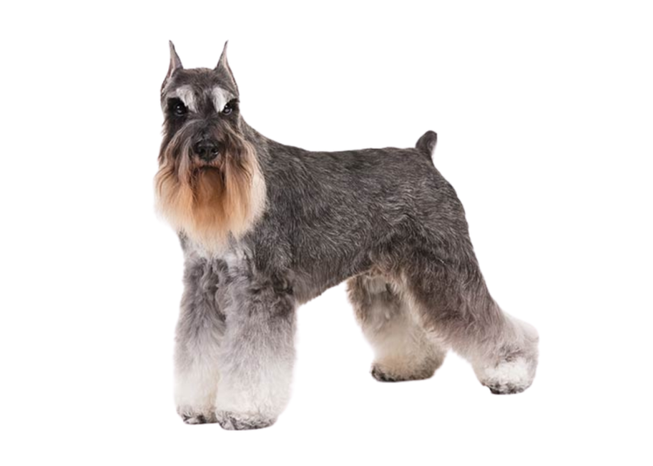 Мини шнауцер