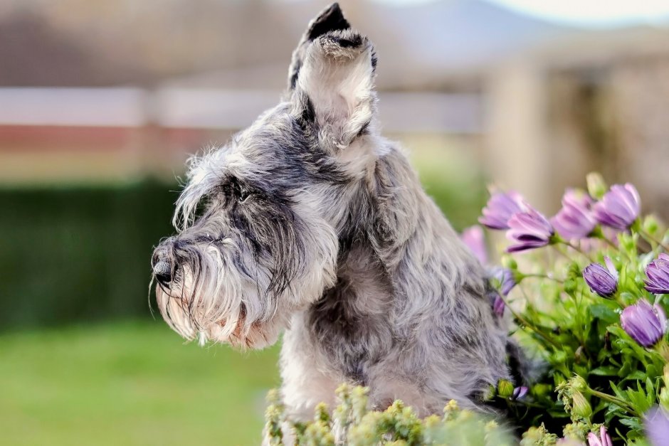 Miniature Schnauzer White