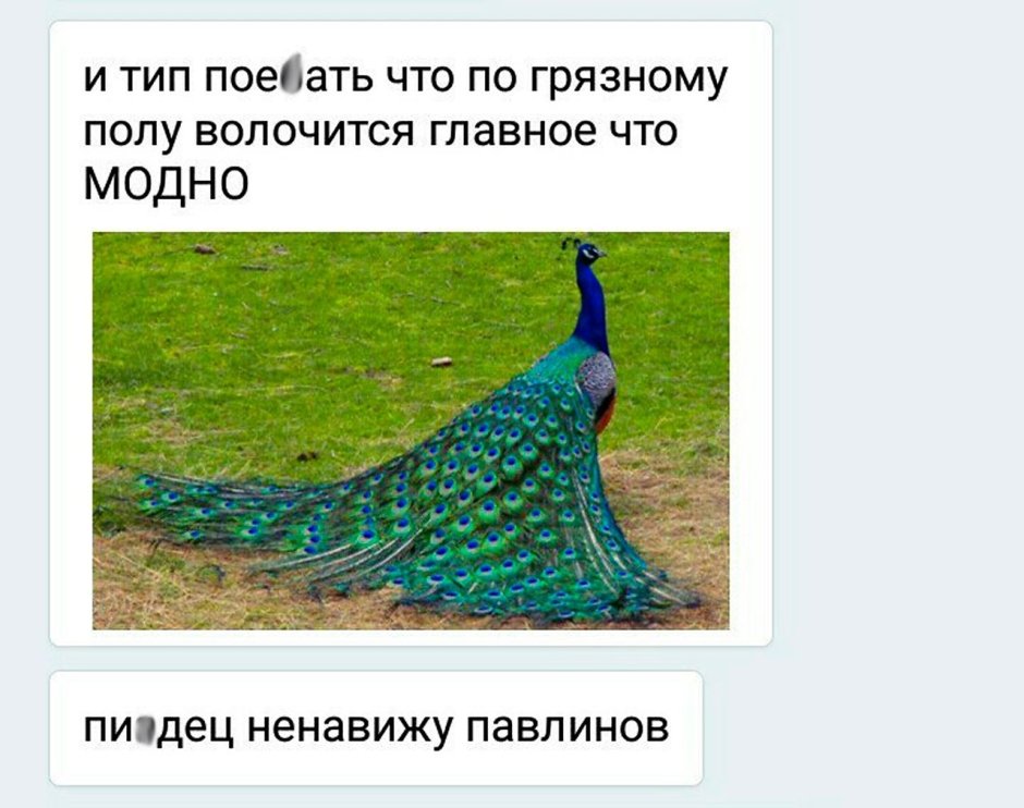 Гифки Павлин распускает хвост