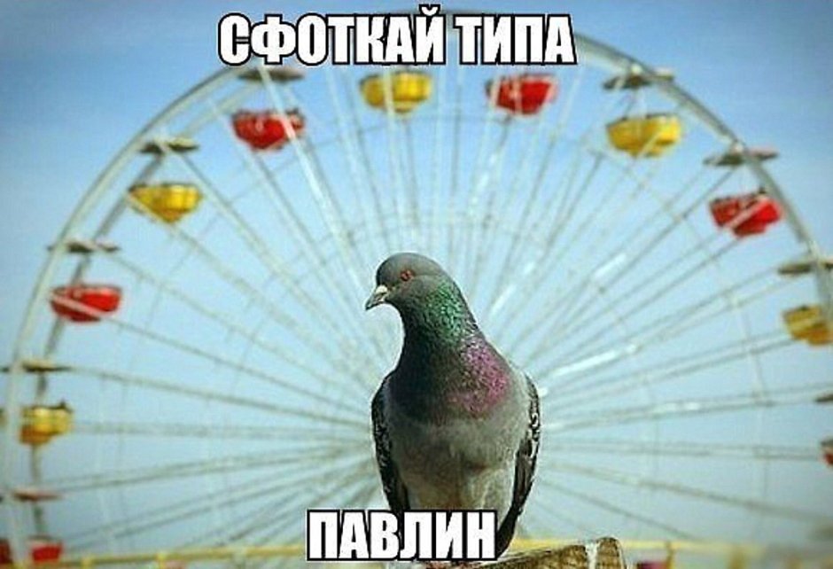 Павлин прикольный