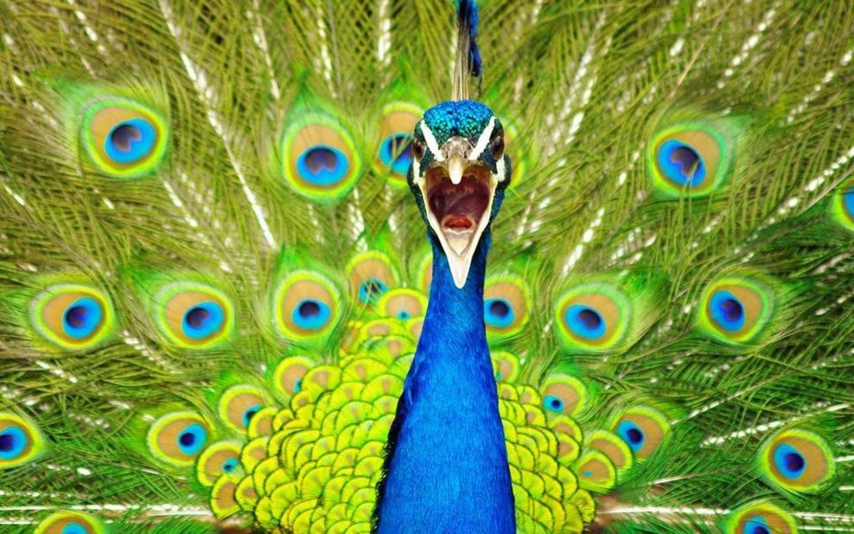 Зелёный Павлин / Pavo muticus