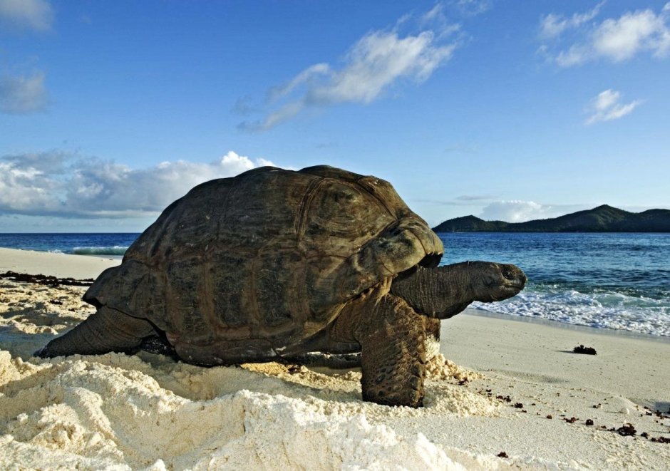 Огромная черепаха