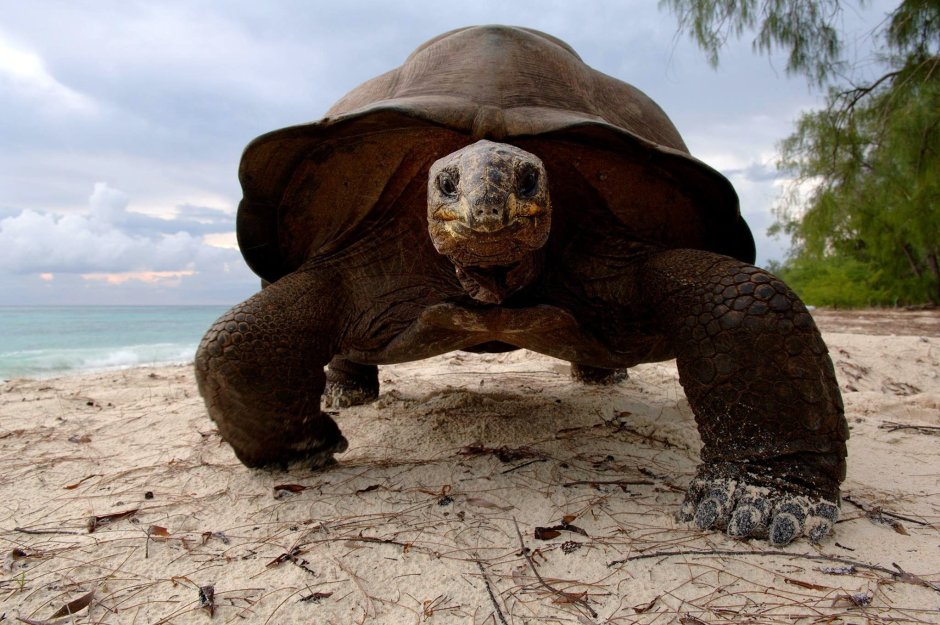 Самый большой черепаха в мире