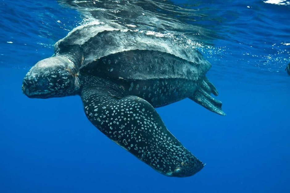 Гигантская слоновая черепаха