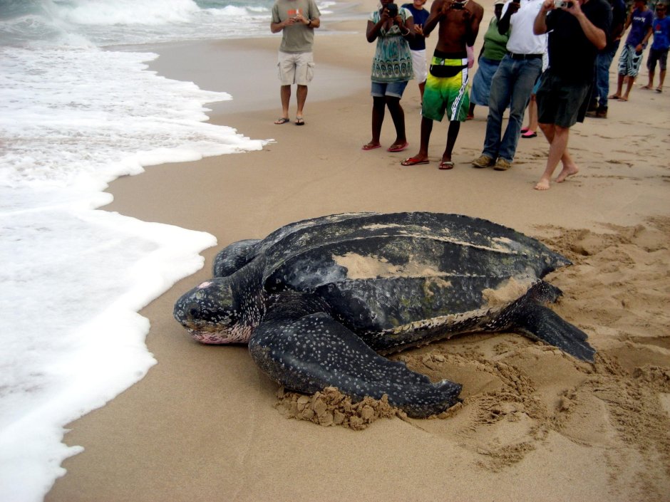 Гигантские черепахи с Галапагосских островов
