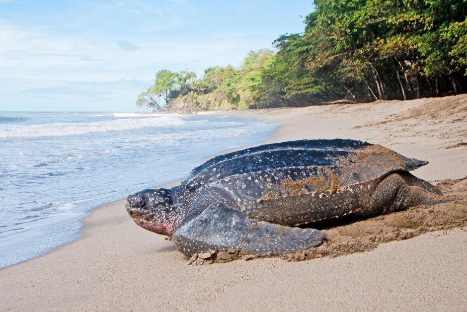 Гигантская кожистая черепаха