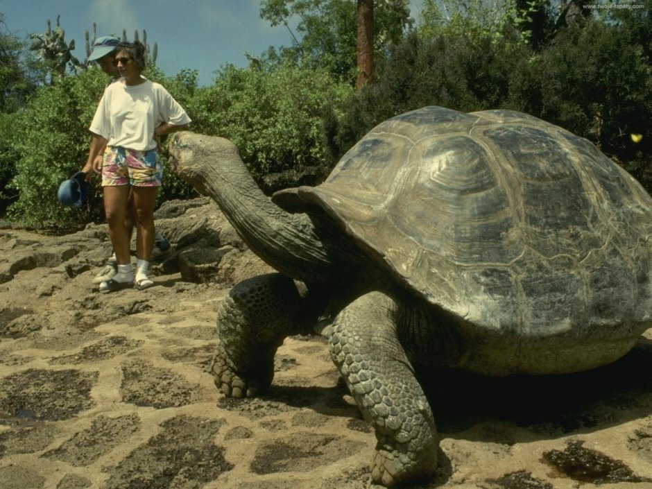Галапагосские острова черепахи