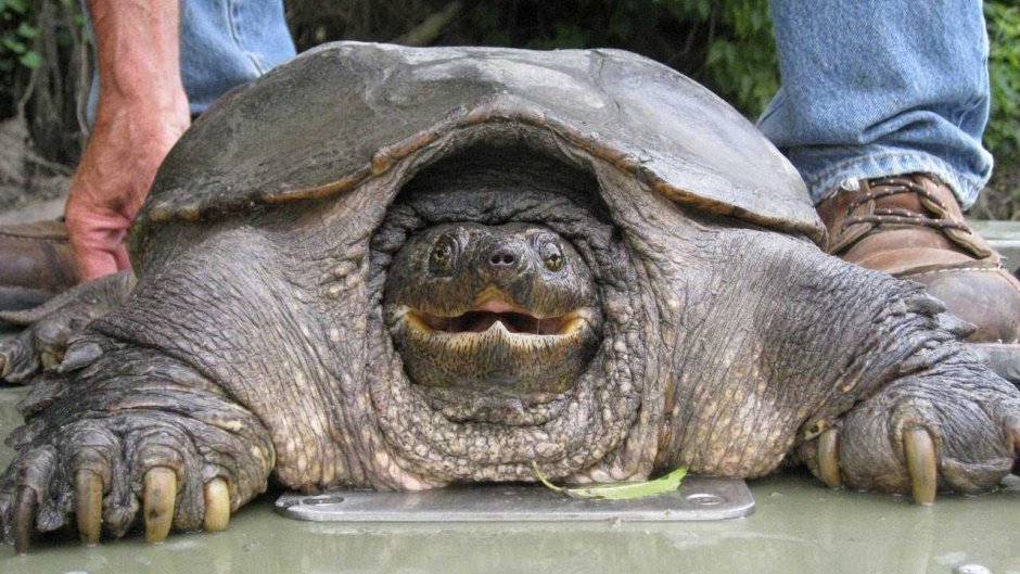 Самый большой черепаха в мире