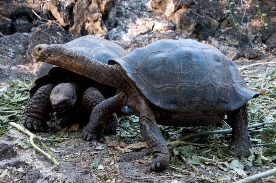 Большой Барьерный риф дайвинг