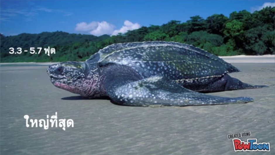 Aldabra giant Tortoise