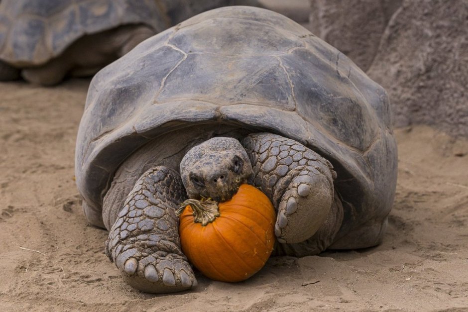 Дермохелис черепаха