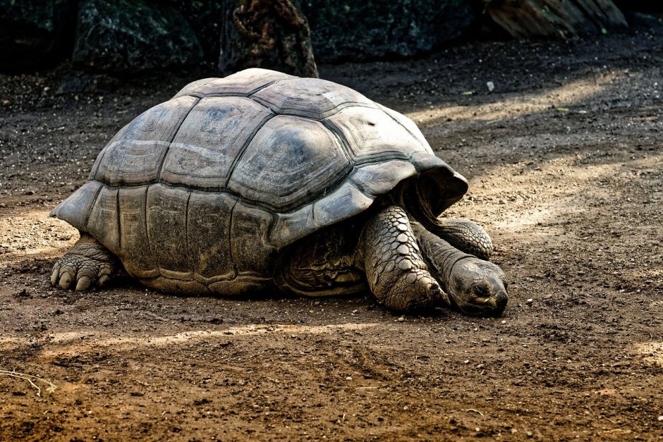 Aldabra Tortoises