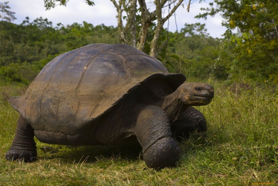 Самая большая кожистая черепаха в мире