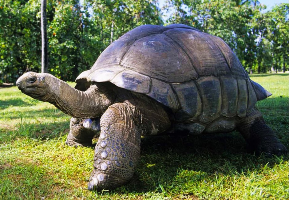 Самая большая черепаха