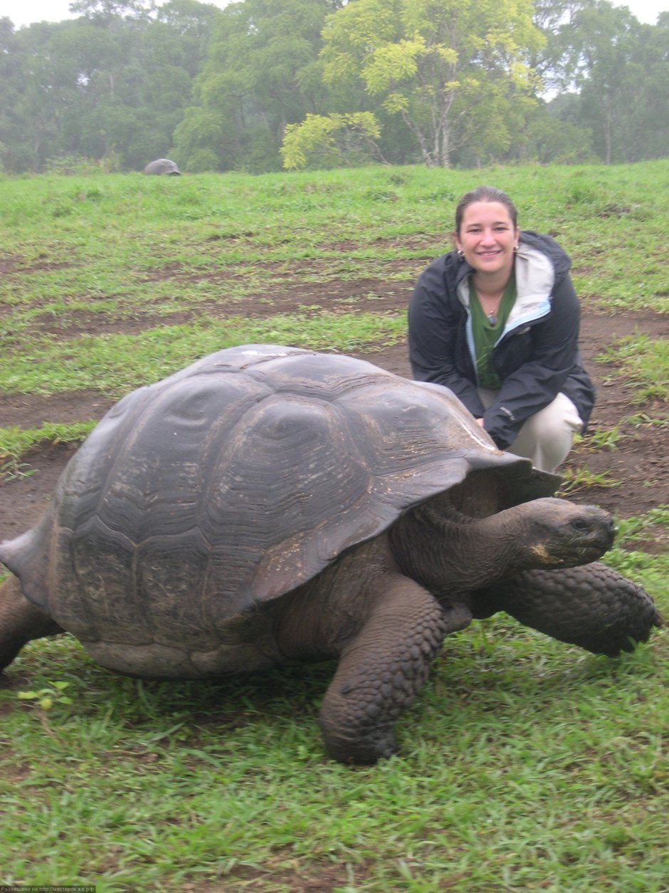 Гигантская кожистая черепаха
