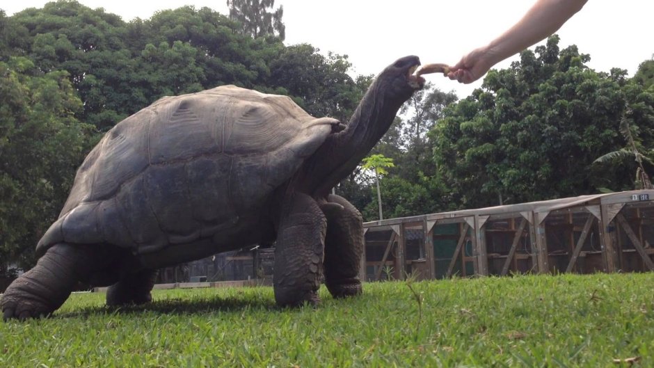 Слоновые черепахи Галапагосы
