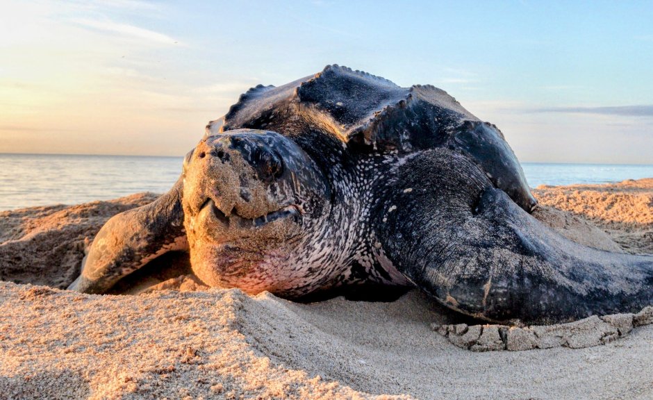 Черепаха Фернандина