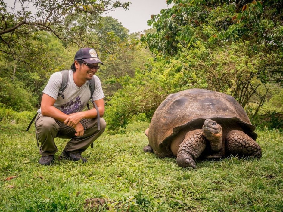 Гигантских черепах (Megalochelys gigantea)