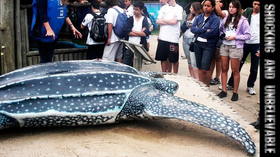 Гигантская кожистая черепаха