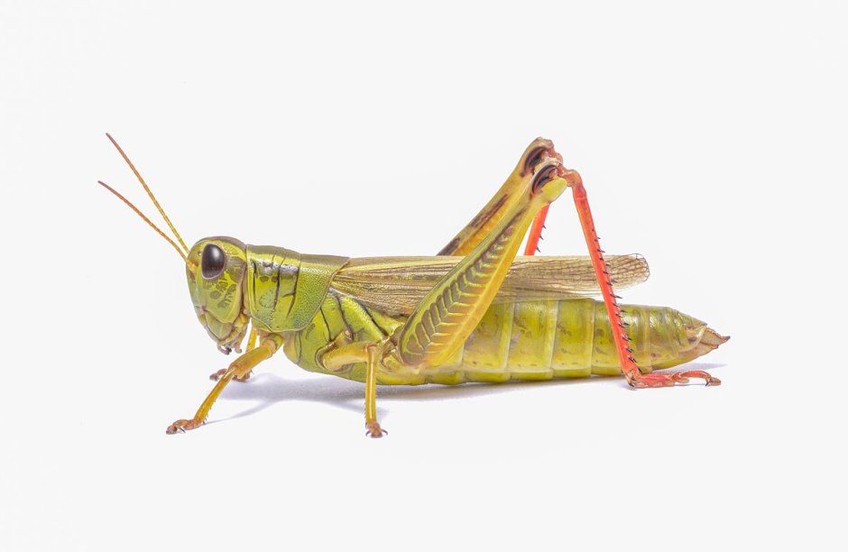 Grasshopper («кузнечик», 1946).