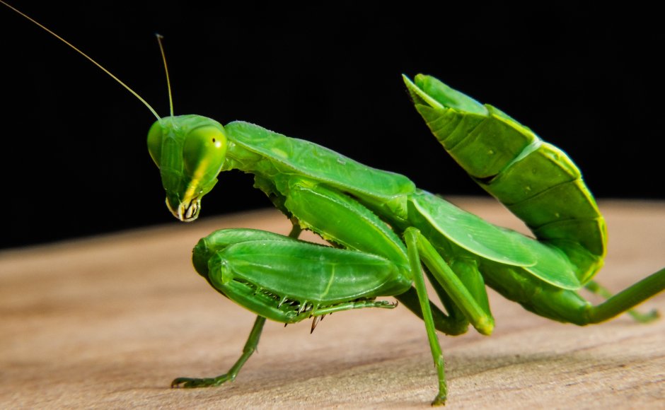 Земляной богомол (Geomantis Larvoides)