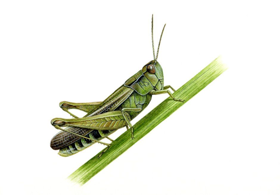 Зелёный кузнечик