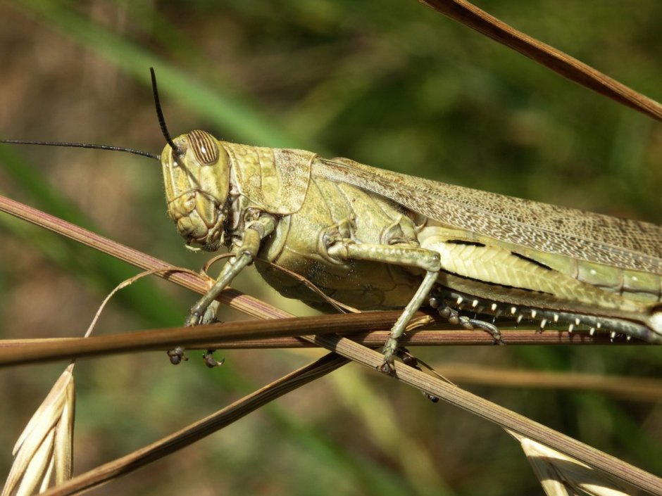 Саранча Перелетная locusta migratoria