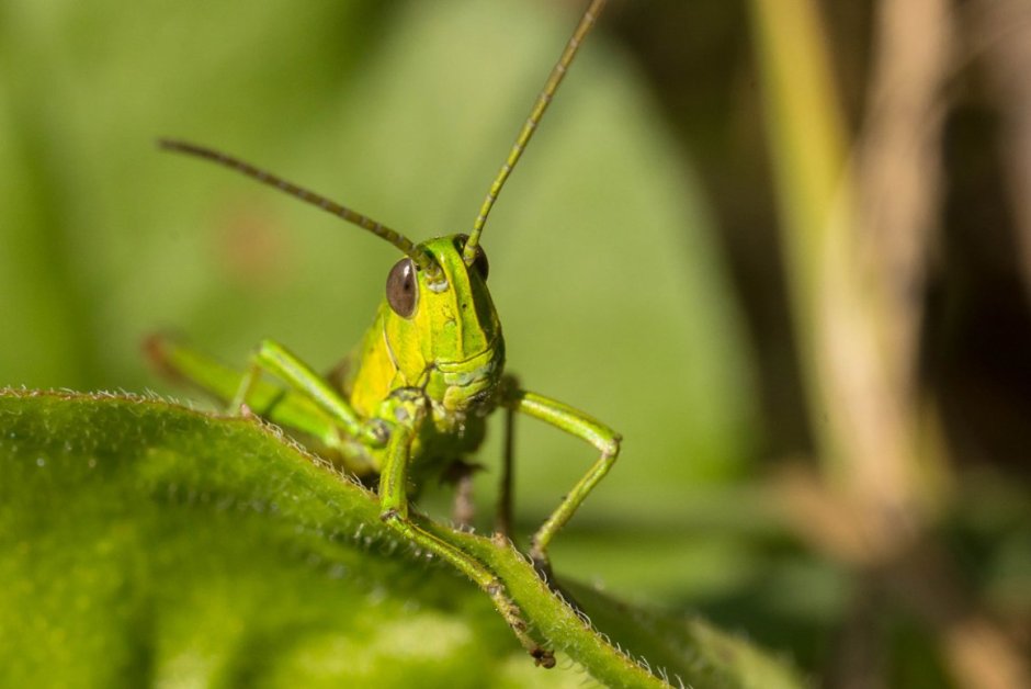Отряд Прямокрылые Orthoptera