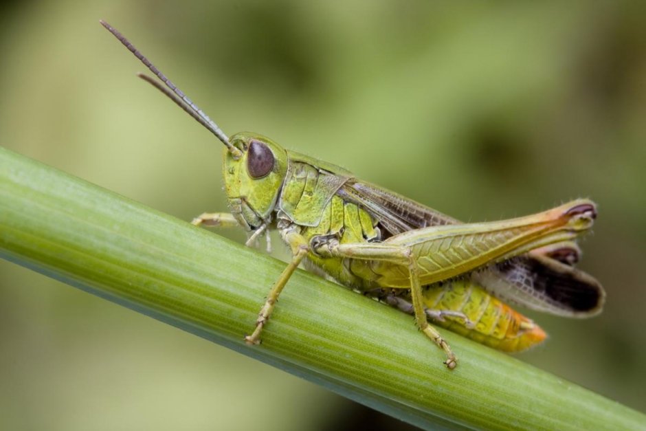 Семейство саранчовые (Acrididae)